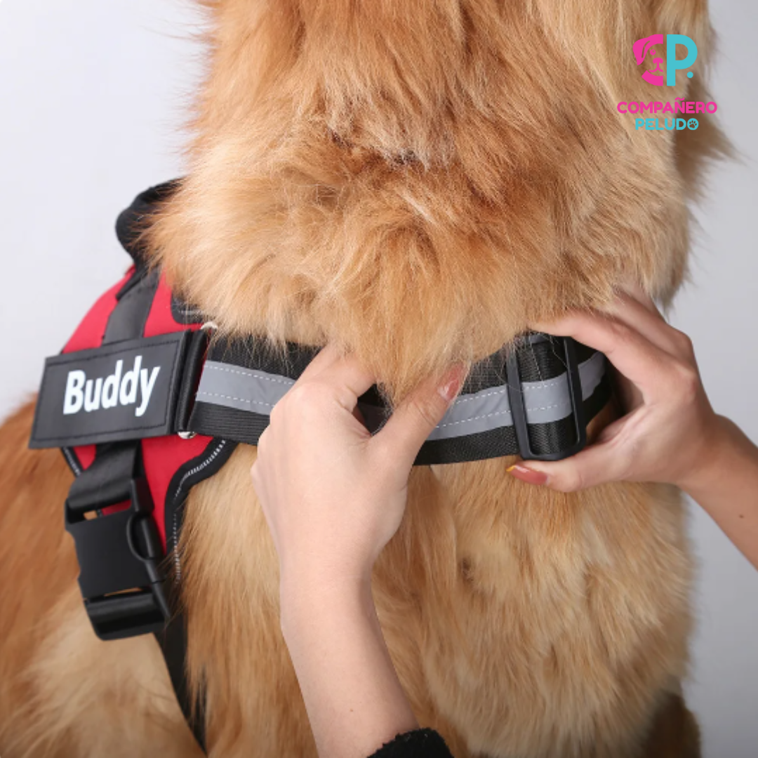Personalized Harness with Name and Phone Number
